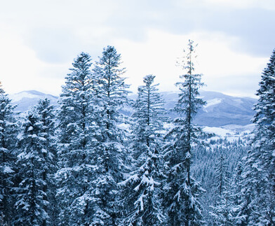 forest with snow image